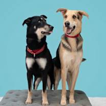 Thumbnail photo of Reggae - Bonded w/Vino #2