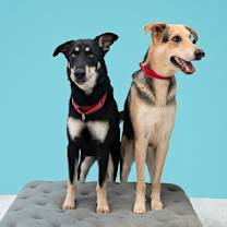 Thumbnail photo of Vino - Bonded w/Reggae #2