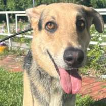 Thumbnail photo of Reggae - Bonded w/Vino #3