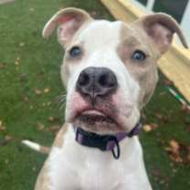 Thumbnail photo of Stella #1