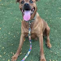 Thumbnail photo of Chief #2