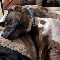 Thumbnail photo of Hubbell #3