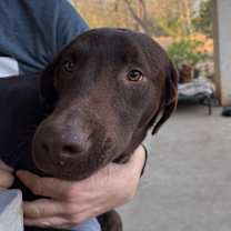 Thumbnail photo of Calvin #4