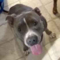 Thumbnail photo of Amelia,best bully beauty! #2