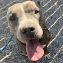 Thumbnail photo of Amelia,best bully beauty! #3