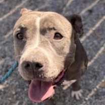 Thumbnail photo of Amelia,best bully beauty! #4