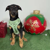 Thumbnail photo of Mistletoe #3