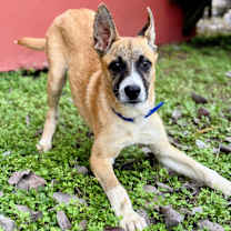 Thumbnail photo of Ryder #1