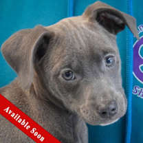 Thumbnail photo of Diamond #1