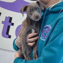 Thumbnail photo of Diamond #3