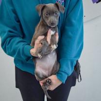 Thumbnail photo of Diamond #4