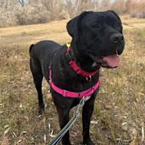 Thumbnail photo of Clementine #2