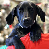 Thumbnail photo of Terra #3