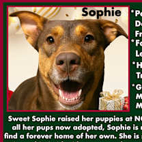 Thumbnail photo of Sophie #2