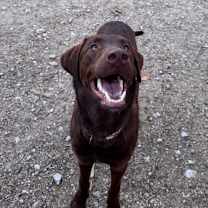 Thumbnail photo of Calvin #1