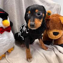 Thumbnail photo of Cedar #4