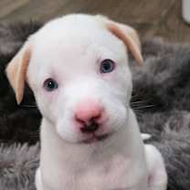 Thumbnail photo of Pinky DD #4