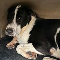 Thumbnail photo of Micah Bell #1