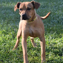 Thumbnail photo of Pepperoni #1