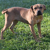 Thumbnail photo of Pepperoni #4