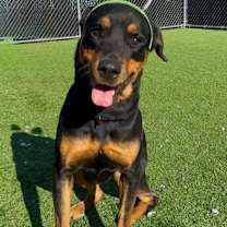 Thumbnail photo of Marley #4