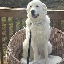 Thumbnail photo of Sanford #1