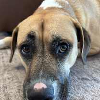 Thumbnail photo of Marley #1