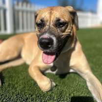 Thumbnail photo of Marley #2