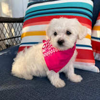 Thumbnail photo of Moe #2