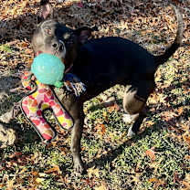 Thumbnail photo of Queen #1