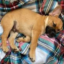 Thumbnail photo of Hugo - Adopt Me! #3