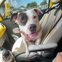 Thumbnail photo of Nova #1