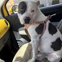 Thumbnail photo of Nova #2