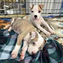 Thumbnail photo of Stella #3