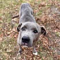 Thumbnail photo of Cornelius #1