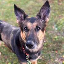 Thumbnail photo of Celebrini #1