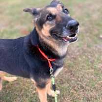 Thumbnail photo of Celebrini #2