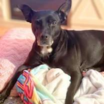 Thumbnail photo of Nixie *In Foster Care* #2