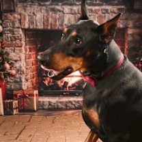 Thumbnail photo of Freddy #2