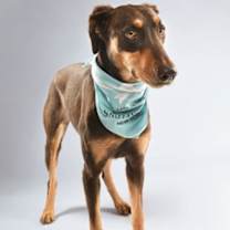 Thumbnail photo of Angelica #2