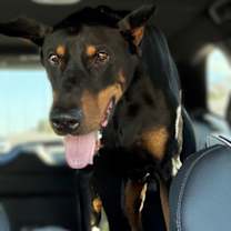 Thumbnail photo of Freddy #3