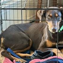 Thumbnail photo of Angelica #3