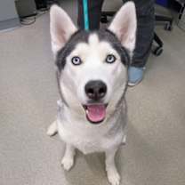 Thumbnail photo of Prada #1