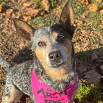 Thumbnail photo of Dolly #2