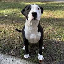 Thumbnail photo of Rocky #1