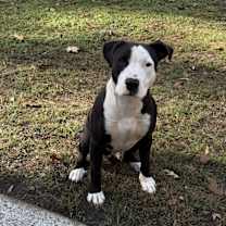 Thumbnail photo of Rocky #2