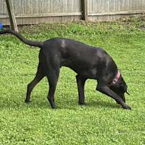 Thumbnail photo of Shadow - ME #3