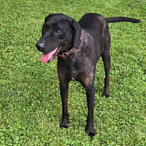 Thumbnail photo of Shadow - ME #4