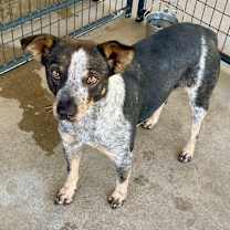 Thumbnail photo of Twizzler #2