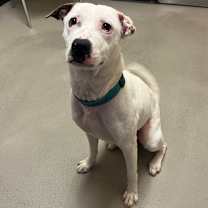 Thumbnail photo of Pearl 🦪 #1